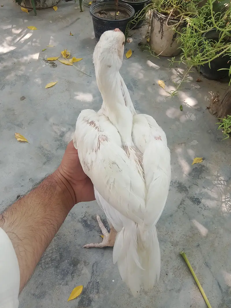 Top Class Paper White Heera - Home Breed — photo 12