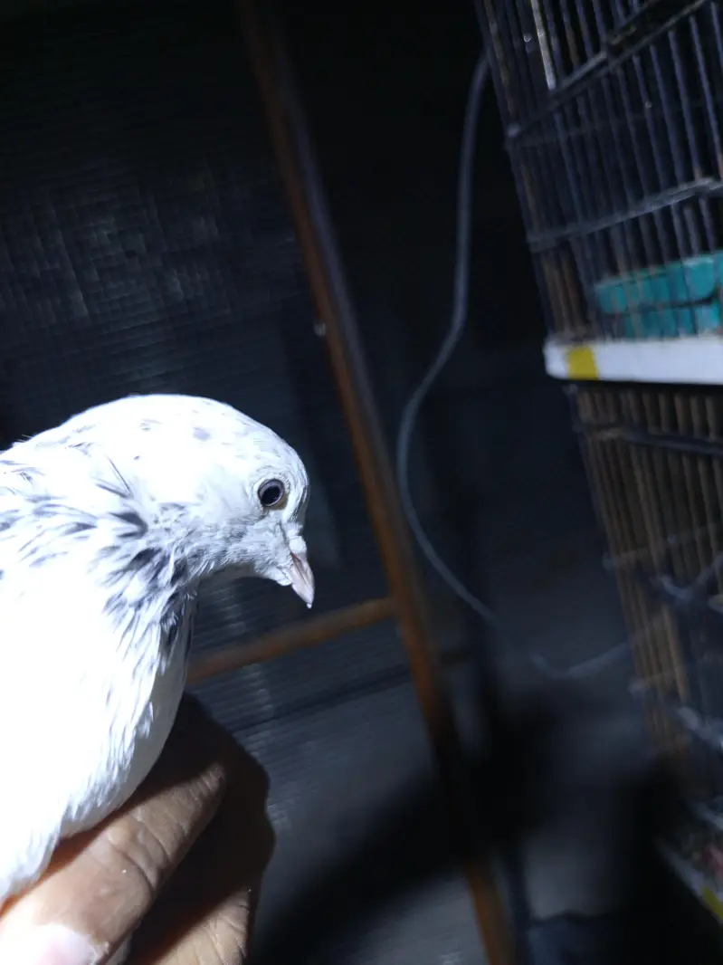 high flyer pigeons — photo 2