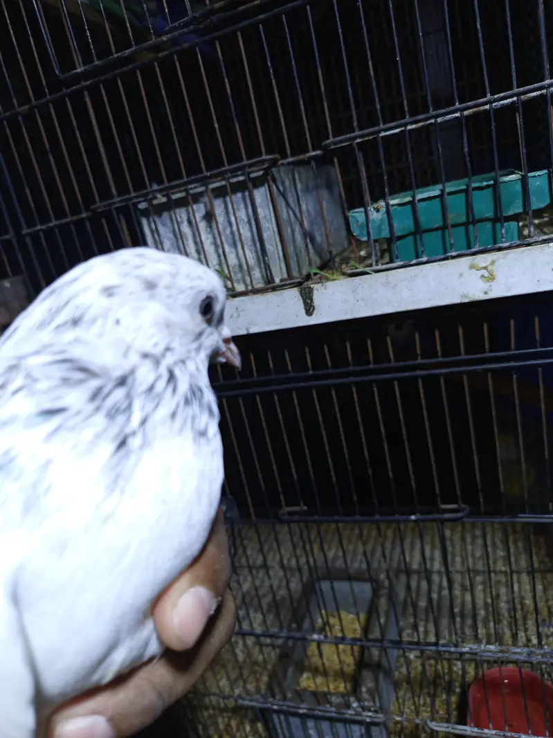 high flyer pigeons — photo 3