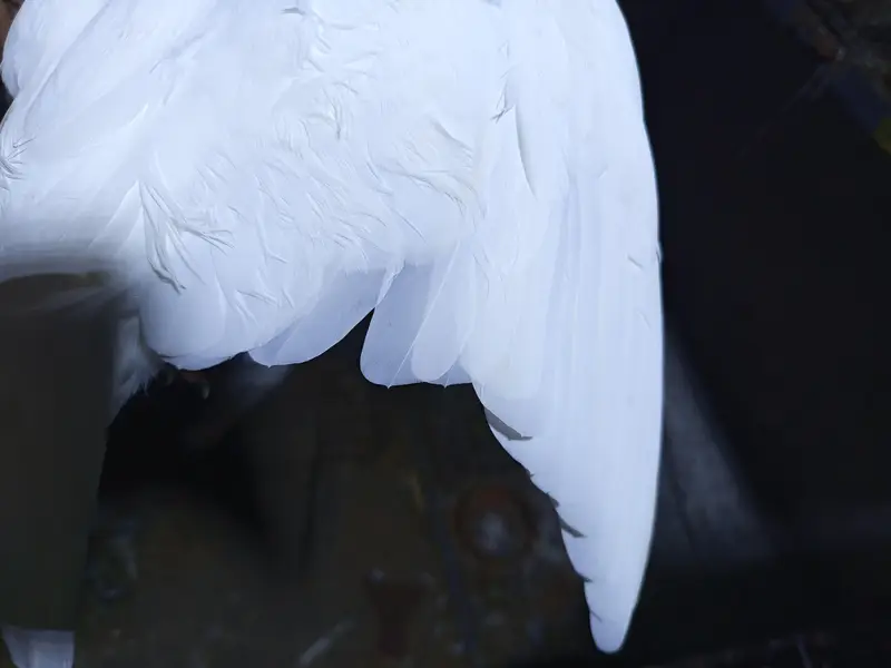 high flyer pigeons — photo 6