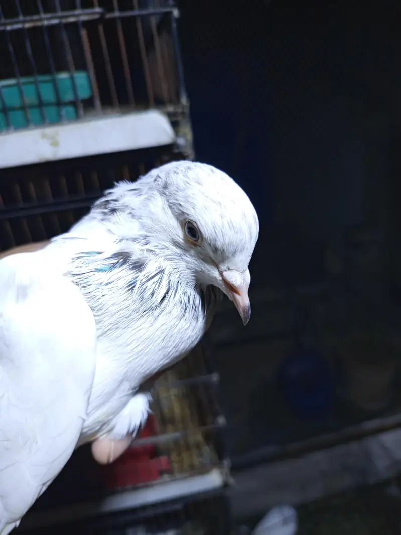 high flyer pigeons — photo 7