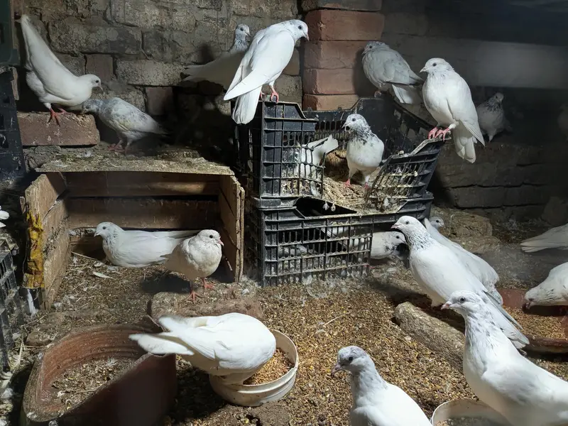 high flyer pigeons — photo 8