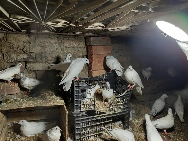 high flyer pigeons — photo 9