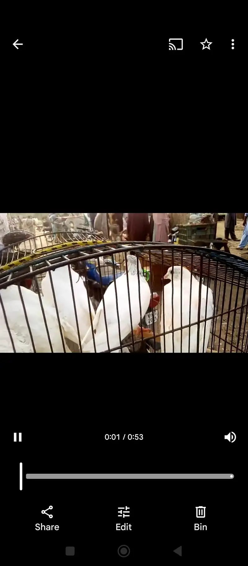 high flyer pigeons — photo 12