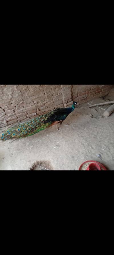 Peacock