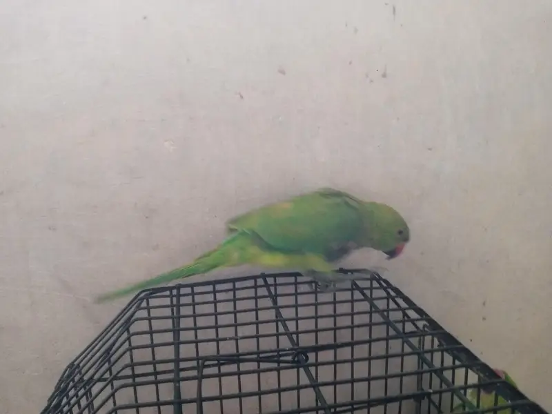 Green Ringneck Parrot — photo 2