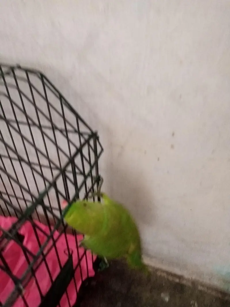 Green Ringneck Parrot — photo 3