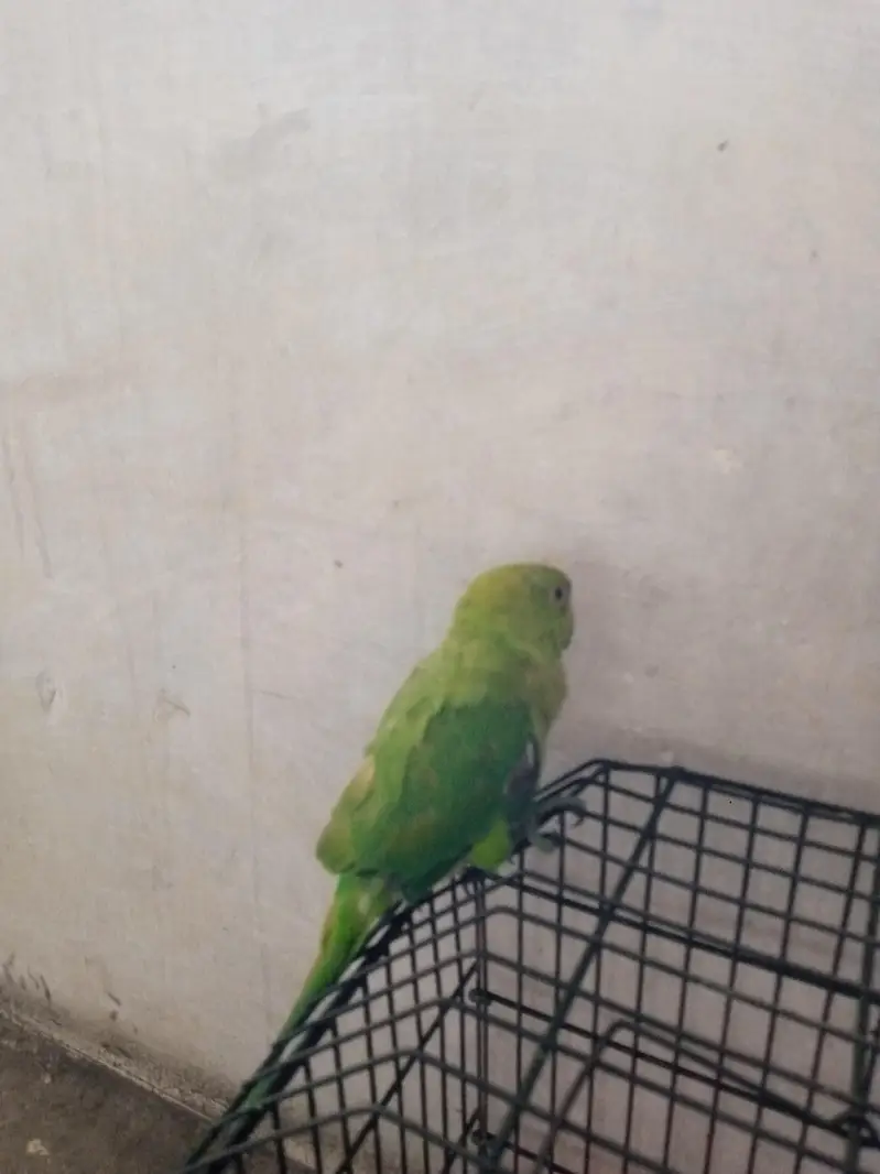 Green Ringneck Parrot — photo 4