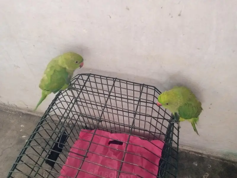 Green Ringneck Parrot — photo 5