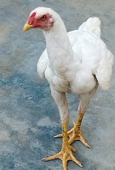 Old blood line white Aseel