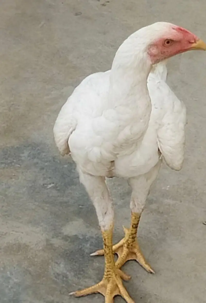 Old blood line white Aseel — photo 2