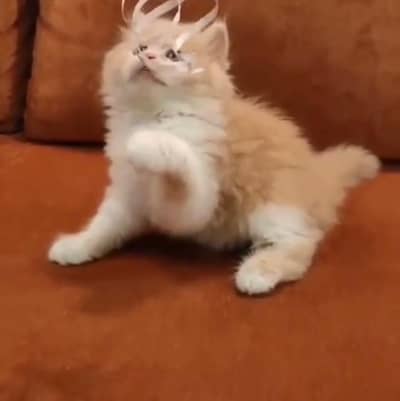 Persian kittens. Whatapp//037046///02354