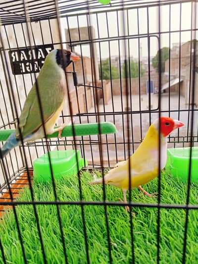 Mashallah lady Goldian breeder pair. Banglize pair. Cage. box for sa