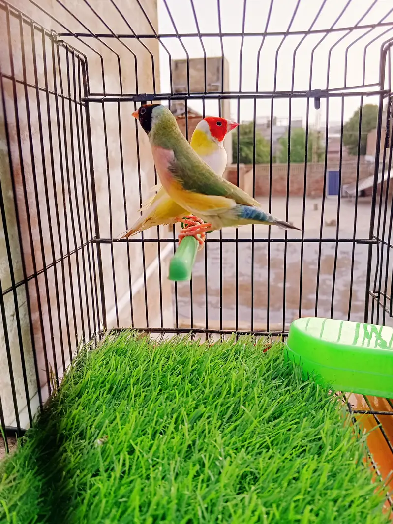 Mashallah lady Goldian breeder pair. Banglize pair. Cage. box for sa — photo 2