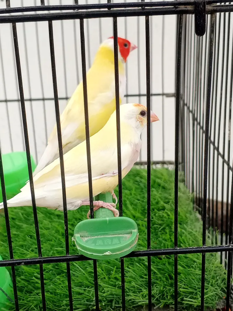 Mashallah lady Goldian breeder pair. Banglize pair. Cage. box for sa — photo 3
