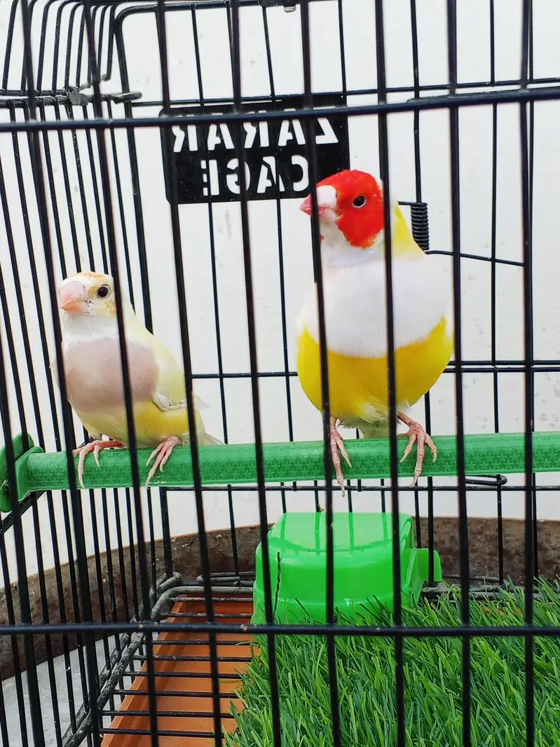 Mashallah lady Goldian breeder pair. Banglize pair. Cage. box for sa — photo 4