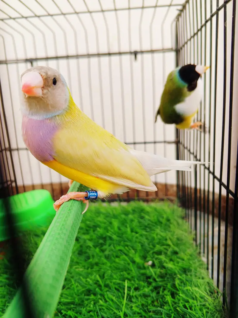 Mashallah lady Goldian breeder pair. Banglize pair. Cage. box for sa — photo 5