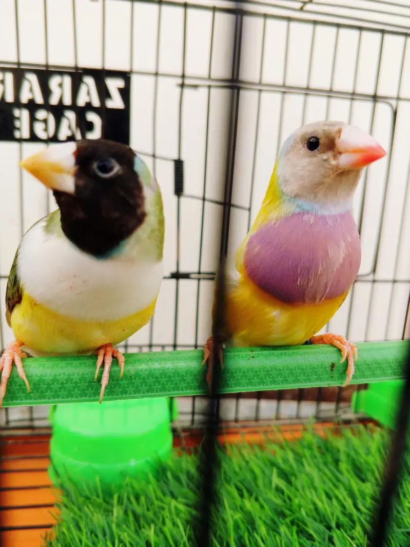 Mashallah lady Goldian breeder pair. Banglize pair. Cage. box for sa — photo 6