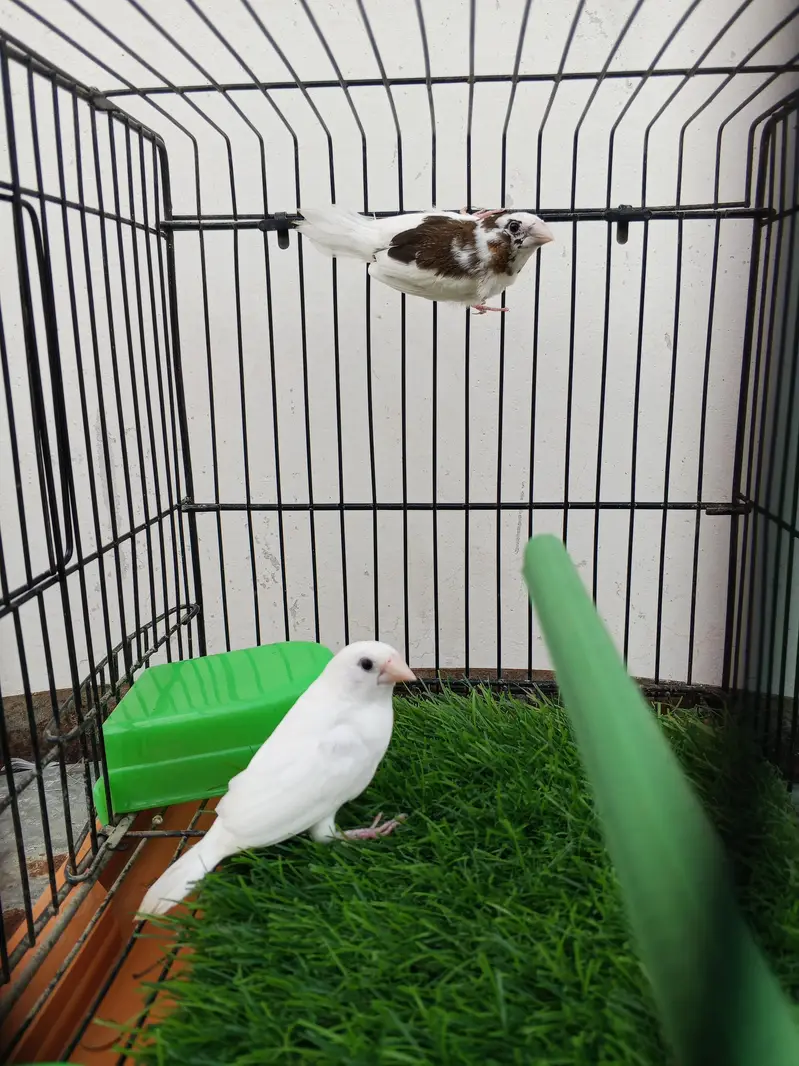 Mashallah lady Goldian breeder pair. Banglize pair. Cage. box for sa — photo 7