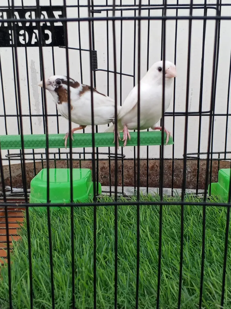 Mashallah lady Goldian breeder pair. Banglize pair. Cage. box for sa — photo 8