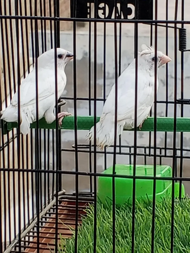 Mashallah lady Goldian breeder pair. Banglize pair. Cage. box for sa — photo 9