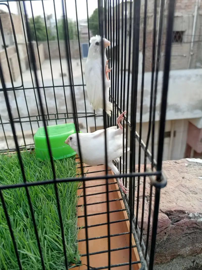 Mashallah lady Goldian breeder pair. Banglize pair. Cage. box for sa — photo 10