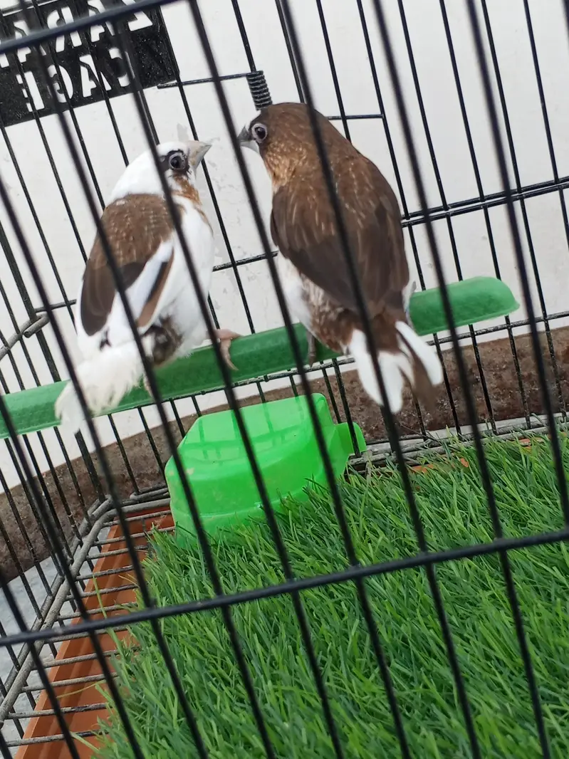 Mashallah lady Goldian breeder pair. Banglize pair. Cage. box for sa — photo 11