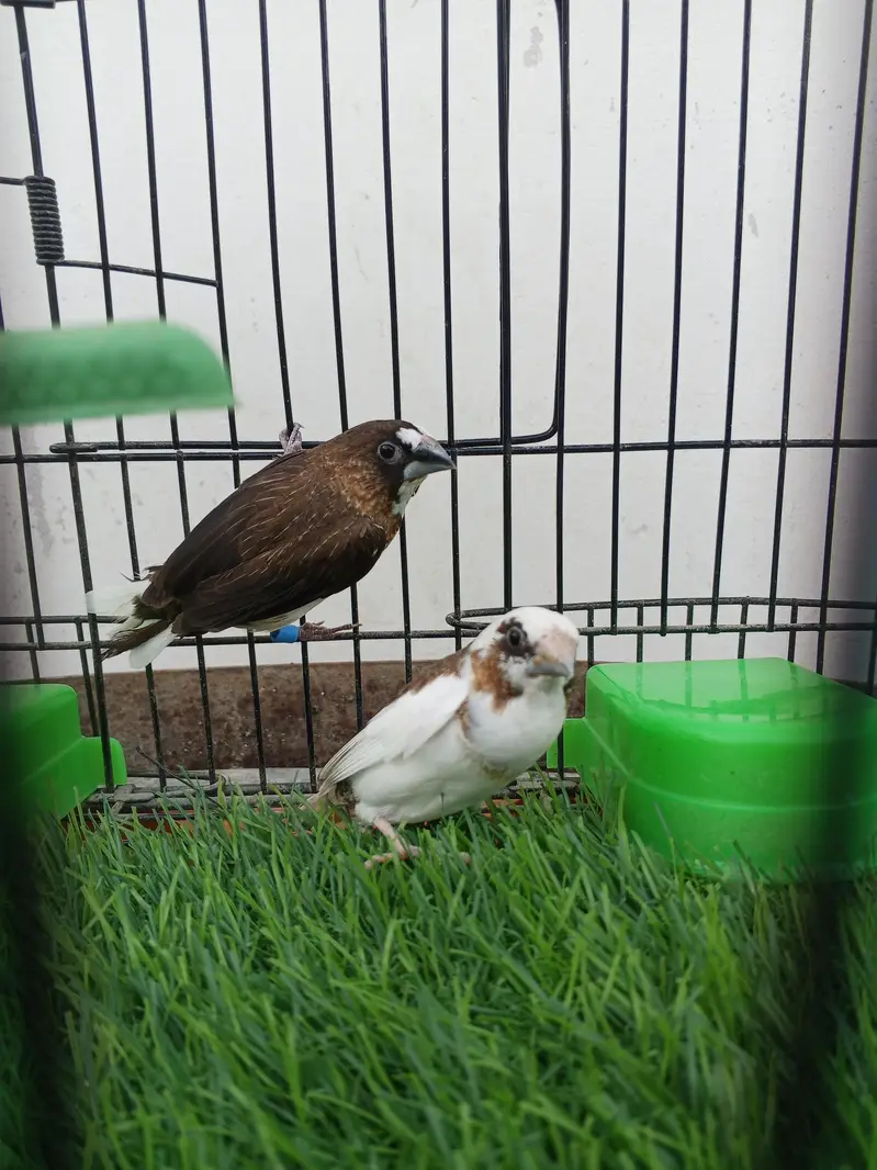 Mashallah lady Goldian breeder pair. Banglize pair. Cage. box for sa — photo 12