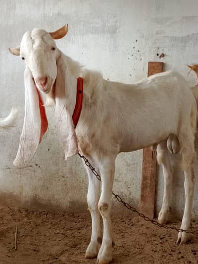 andu gulabi bakra