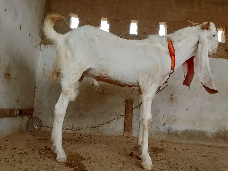 andu gulabi bakra — photo 2