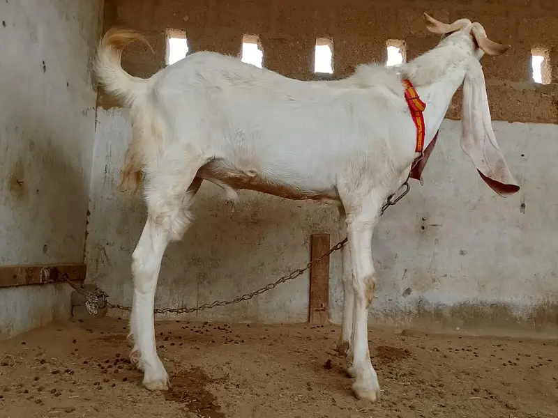 andu gulabi bakra — photo 3