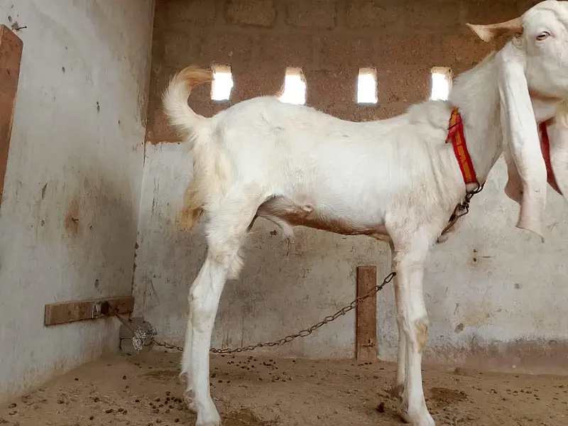 andu gulabi bakra — photo 4