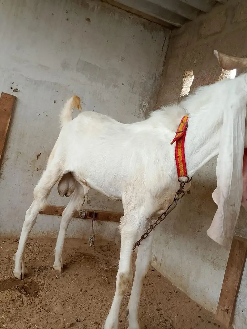 andu gulabi bakra — photo 5