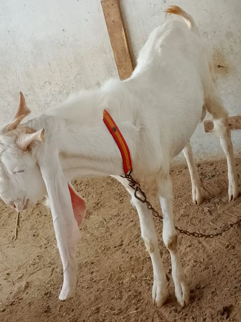 andu gulabi bakra — photo 6