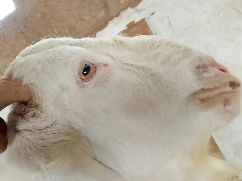 andu gulabi bakra — photo 7