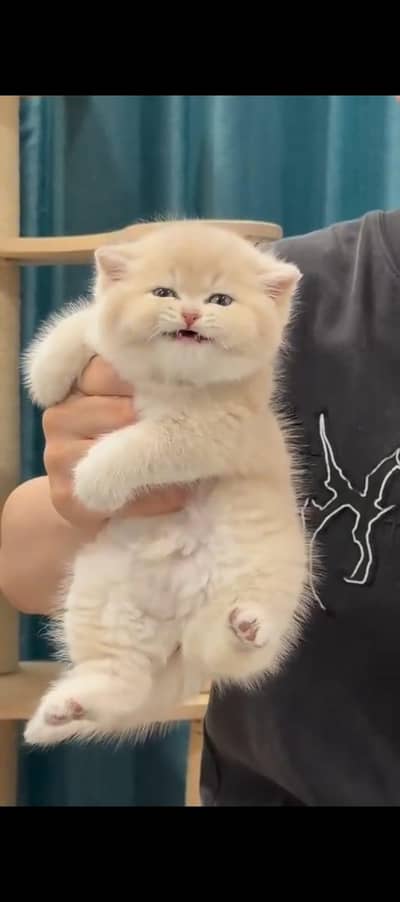 Persian kittens. Whatapp//037046///02354