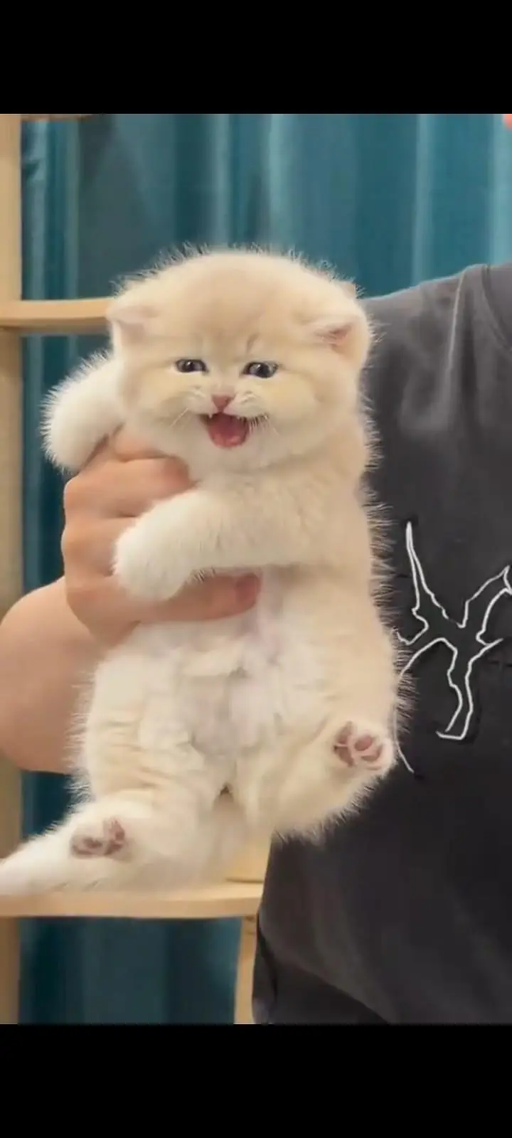 Persian kittens. Whatapp//037046///02354 — photo 2