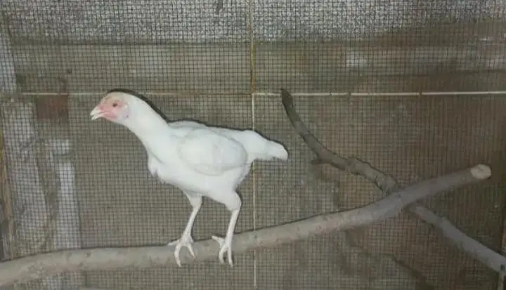 Old blood line white Aseel — photo 4