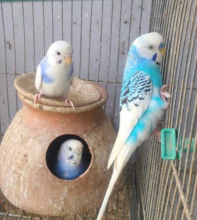 Australian parrots