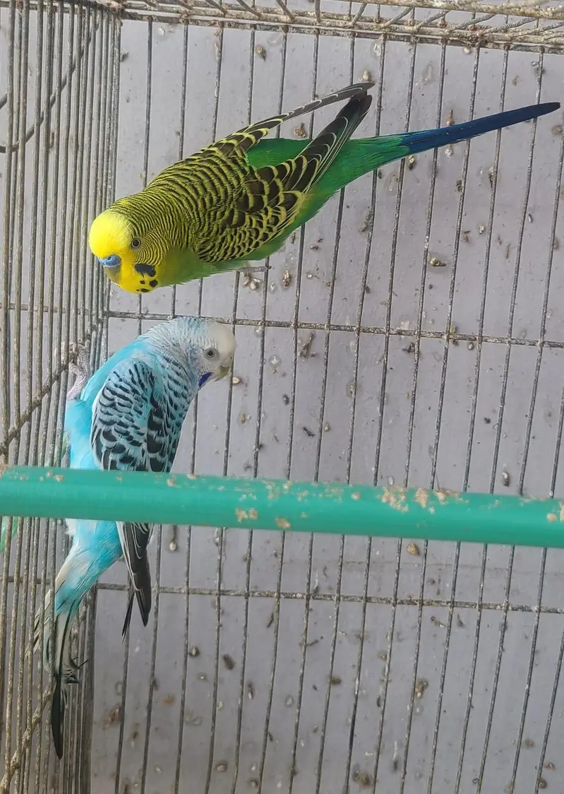 Australian parrots — photo 2