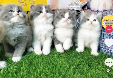 Persian kittens. Whatapp//037046///02354