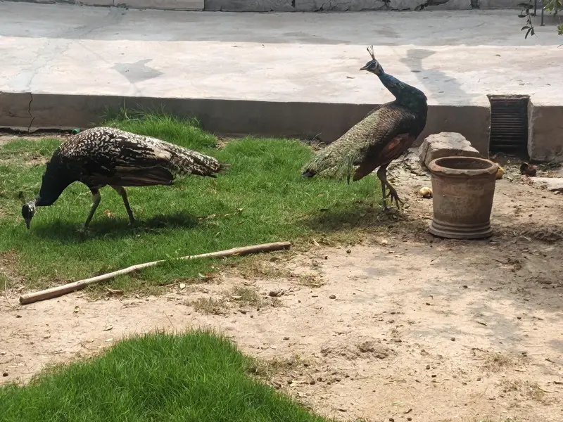 peacock For sale