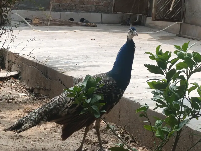 peacock For sale — photo 2