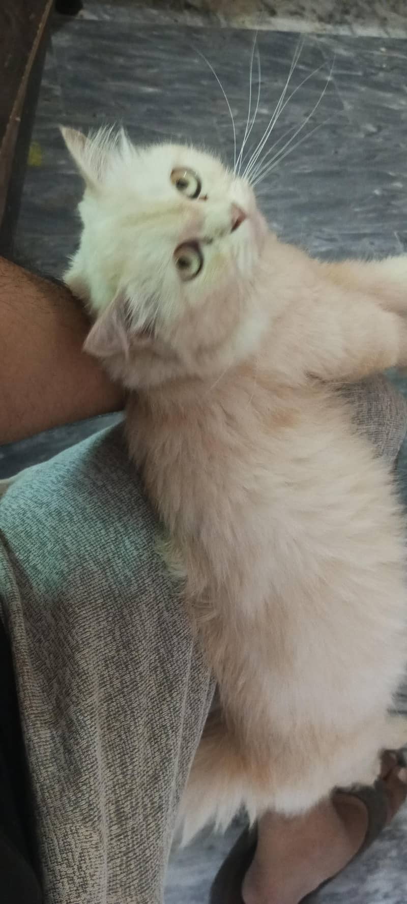 Persian Cat 0