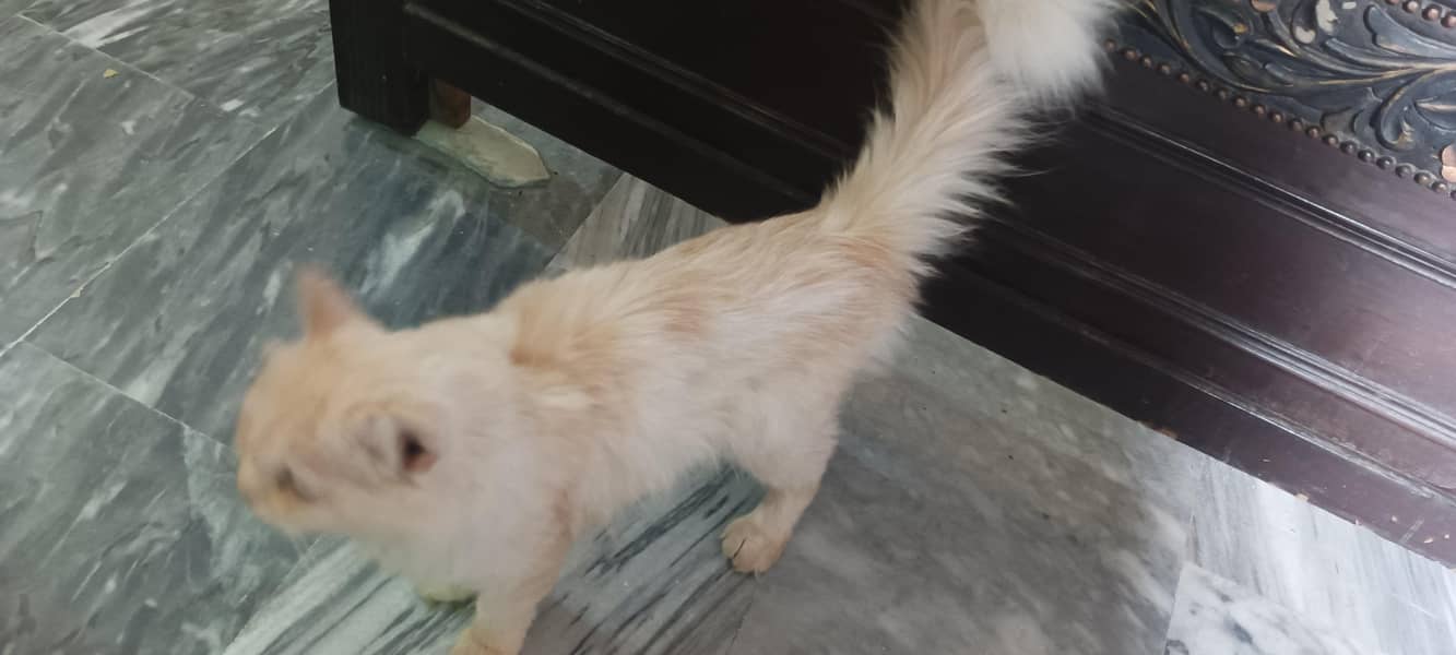 Persian Cat 1