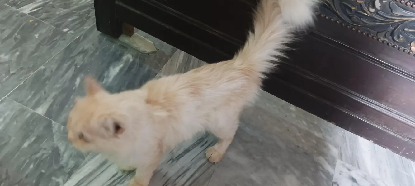 Persian Cat — photo 2