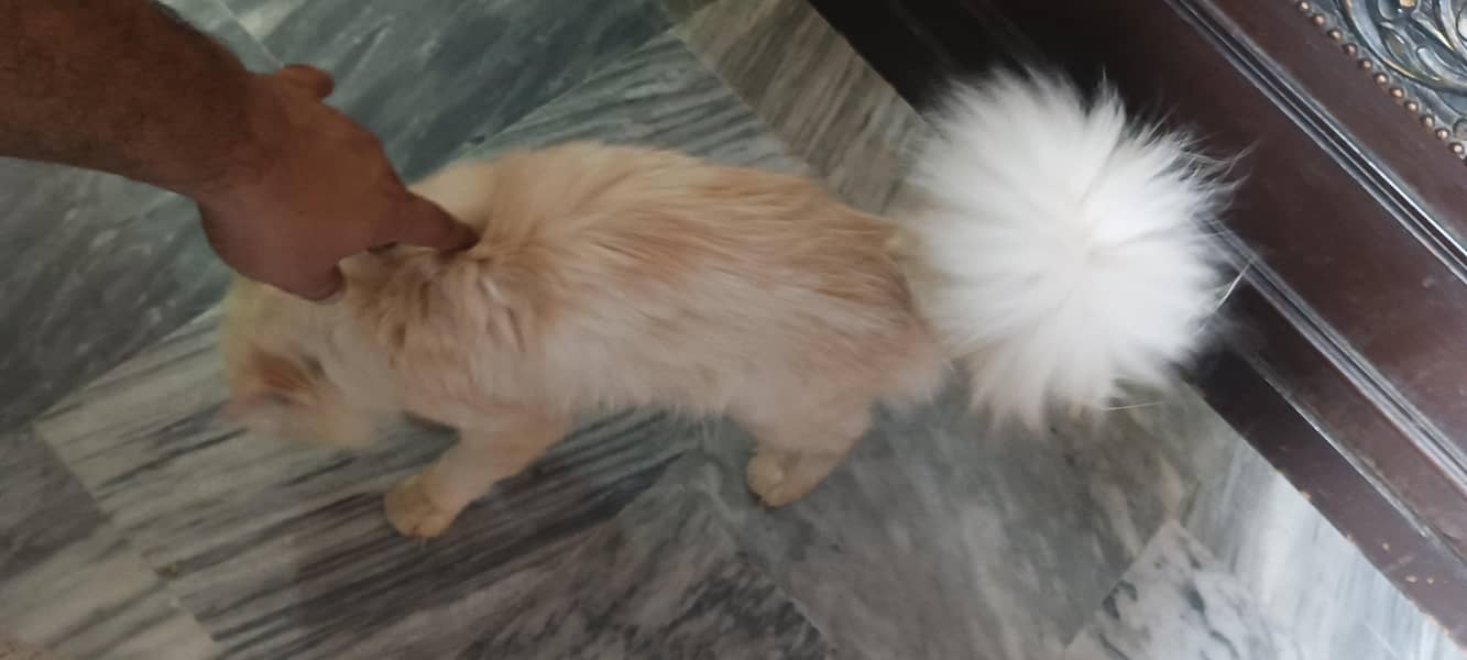Persian Cat 2