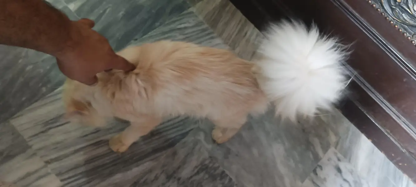 Persian Cat — photo 3