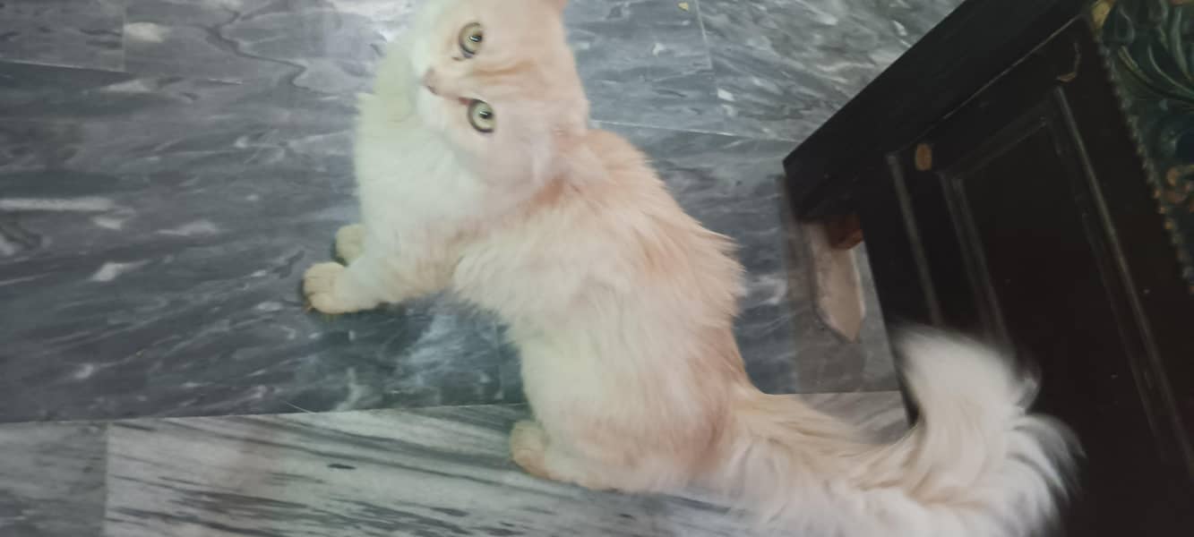 Persian Cat 3