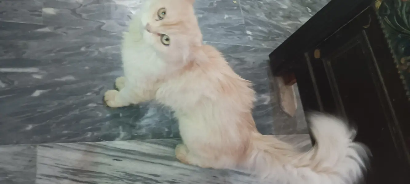 Persian Cat — photo 4